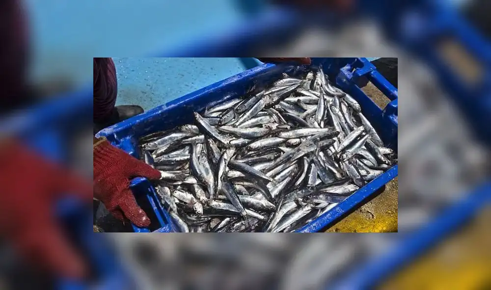 Produce anuncia el inicio segunda temporada de pesca de Anchoveta en zona norte-centro