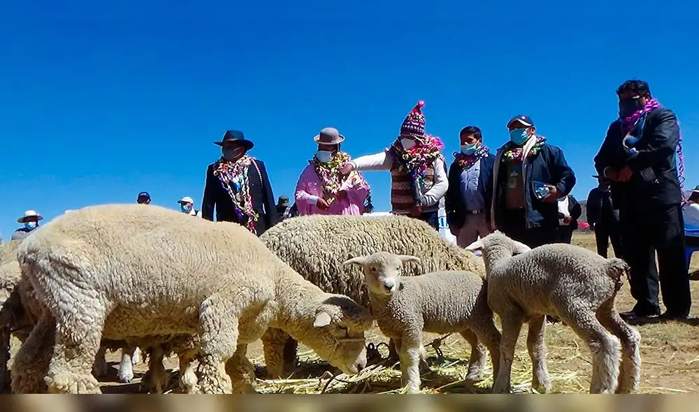 El lanzamiento se realizó el jueves en el distrito de Vilque con la presencia de alcaldes. Foto: Municipalidad de Puno. El lanzamiento se realizó el jueves en el distrito de Vilque con la presencia de alcaldes. Foto: Municipalidad de Puno.