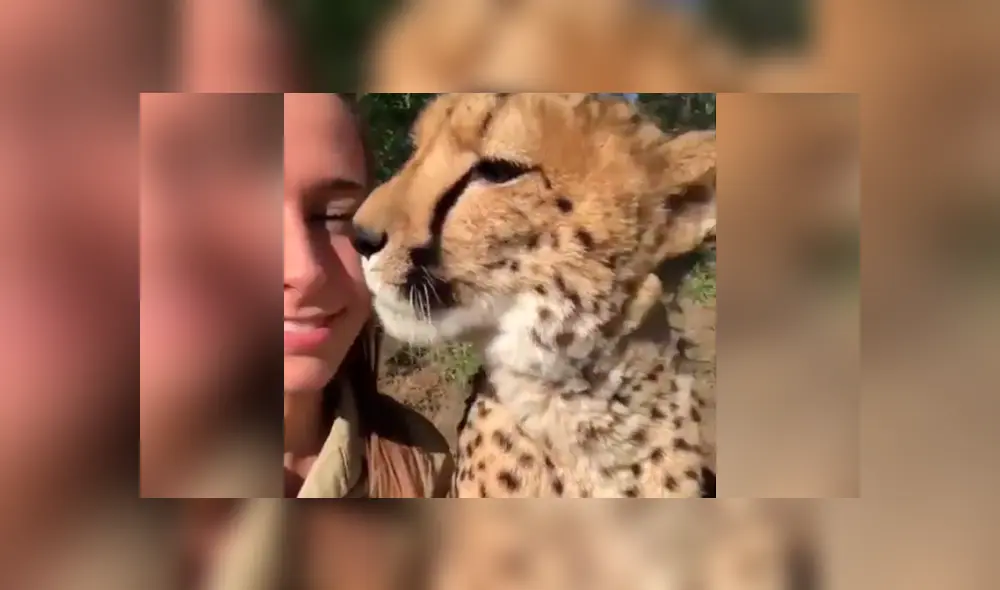 La arriesgada cuidadora de felinos le dio un beso a un leopardo. La arriesgada cuidadora de felinos le dio un beso a un leopardo.