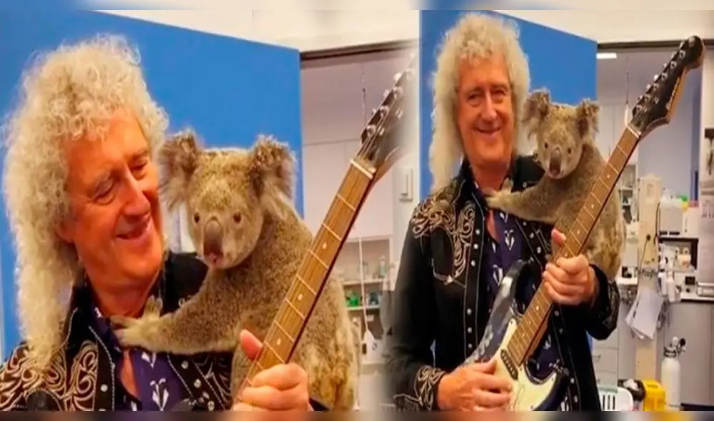 Brian May, guitarrista de Queen, regaló un concierto privado a un koala herido tras los incendios en Australia