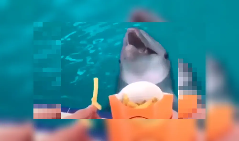 Le ofrecen comida a inteligente delfín y la insólita reacción del cetáceo sorprende a miles [VIDEO]