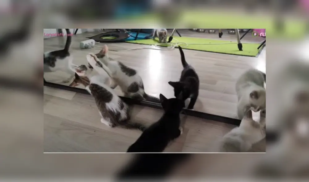 Desliza hacia la izquierda para ver más del video viral.