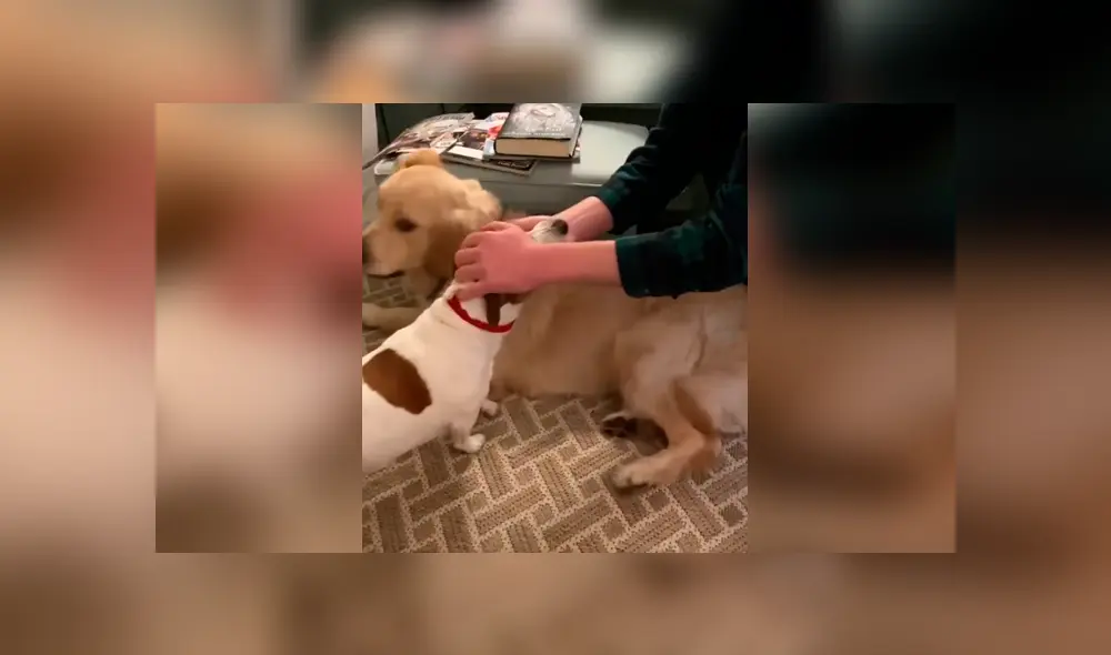 Desliza las imágenes para conocer la terrible actitud de un perro para evitar que su ‘compañero’ reciba unas caricias. Foto: Dog Lovers. Desliza las imágenes para conocer la terrible actitud de un perro para evitar que su ‘compañero’ reciba unas caricias. Foto: Dog Lovers.