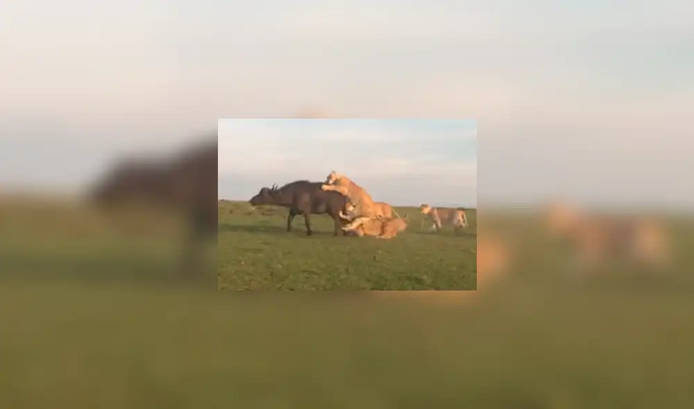 YouTube viral: estas son las sobrecogedoras imágenes de cuando leones devoran a enorme búfalo [VIDEO]