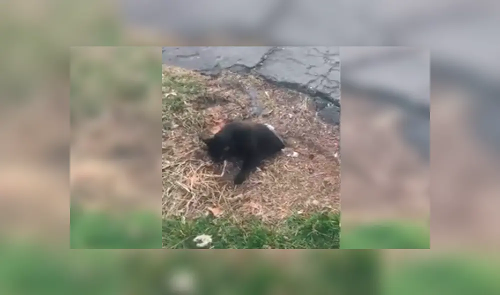 Desliza las imágenes para observar a un gato escondido en una tubería que llamó la atención por su sobrepeso. Desliza las imágenes para observar a un gato escondido en una tubería que llamó la atención por su sobrepeso.