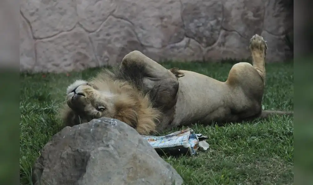 Parque de las leyendas presenta protocolo de Bioseguridad con miras a proxima reapertura. Fotos Jorge Cerdan Parque de las leyendas presenta protocolo de Bioseguridad con miras a proxima reapertura. Fotos Jorge Cerdan
