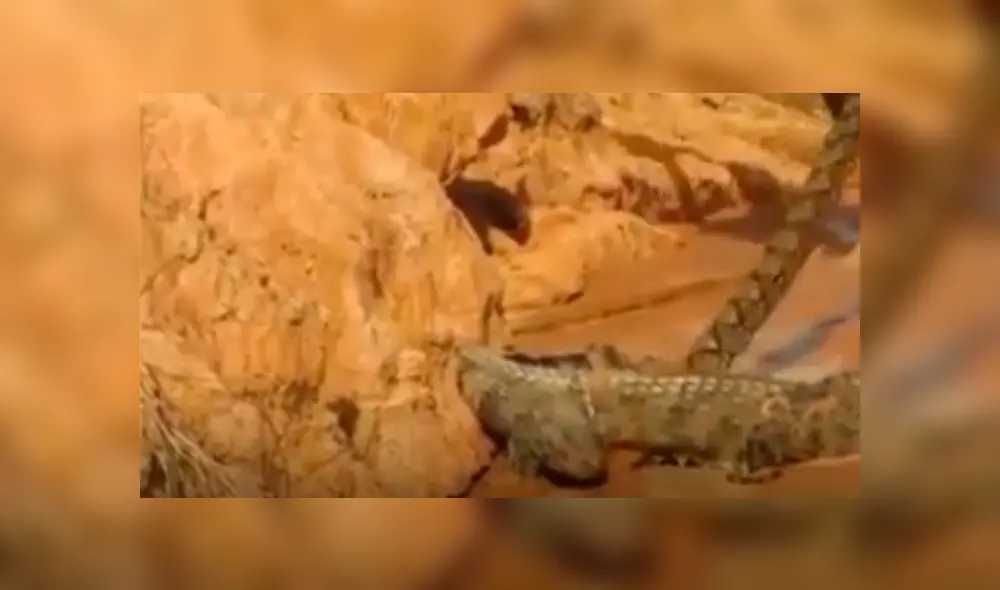 YouTube viral: mamá cocodrilo defiende a sus crías del ataque de una temible anaconda 