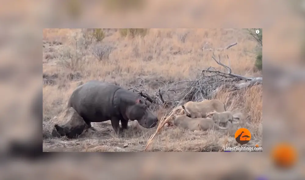 Enorme hipopótamo se enfrenta a voraces leones por su ‘presa’ y todo acaba de forma inesperada [VIDEO] 
