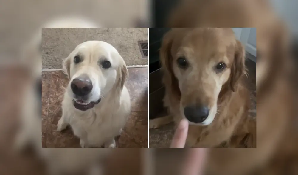 Desliza las imágenes para ver más detalles sobre esta amorosa escena entre dos 'mejores amigos'. (Foto: captura) Desliza las imágenes para ver más detalles sobre esta amorosa escena entre dos 'mejores amigos'. (Foto: captura)