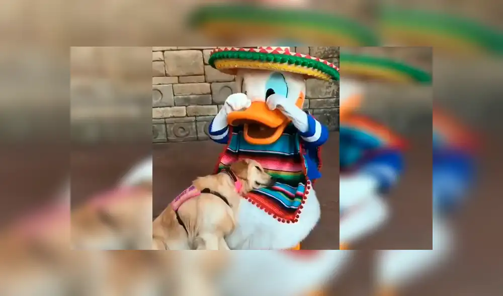 En YouTube, un perro acudió con su familia a un centro de diversiones de Disney y se encontró con el ‘Pato Donald’. En YouTube, un perro acudió con su familia a un centro de diversiones de Disney y se encontró con el ‘Pato Donald’.