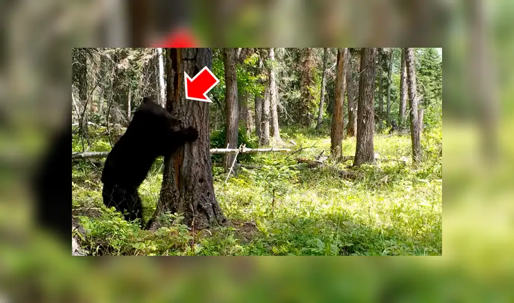 Facebook viral: hambriento oso encuentra comida dentro de árbol y hace lo imposible para sacarlo [VIDEO] 