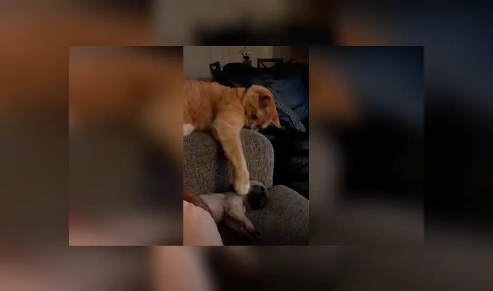 Desliza las imágenes para observar la tierna acción de un gato con la pequeña mascota de su dueña. Fotocaptura: ViralHog. Desliza las imágenes para observar la tierna acción de un gato con la pequeña mascota de su dueña. Fotocaptura: ViralHog.