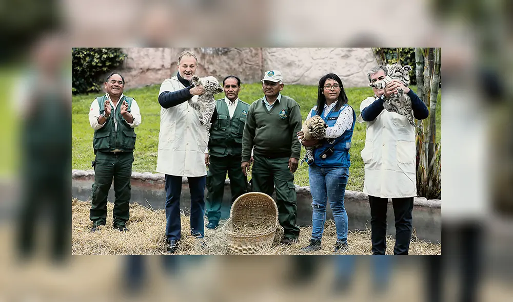 Felinas. Alcalde Jorge Muñoz mostró a las tigresas de bengala que nacieron en el Parque de las Leyendas.