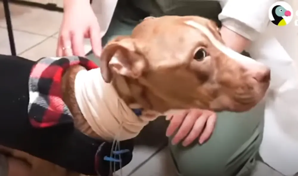 Desliza hacia la izquierda para ver las imágenes del viral de YouTube. Foto: El Dodo.