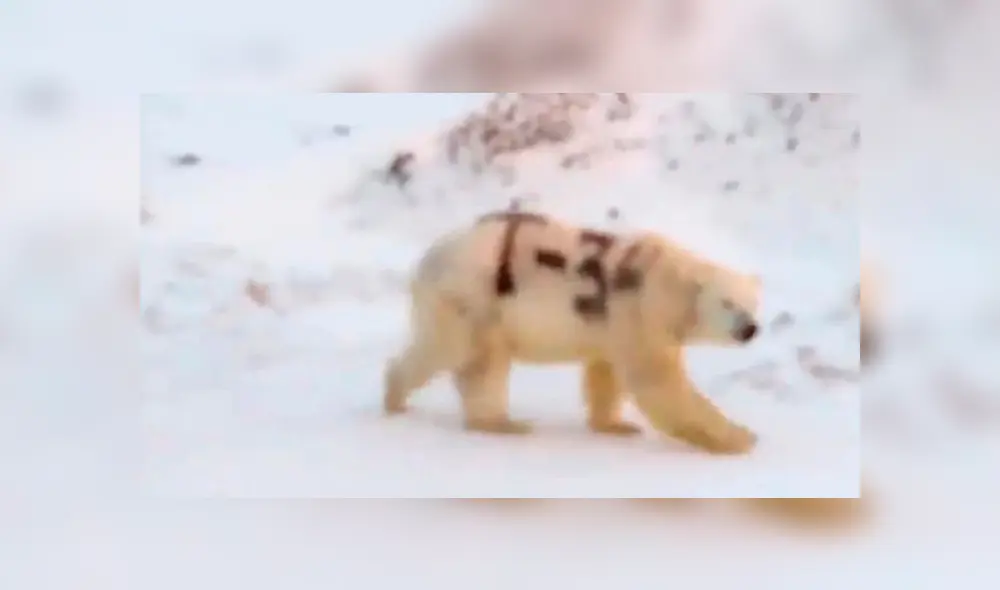 Oso polar Oso polar