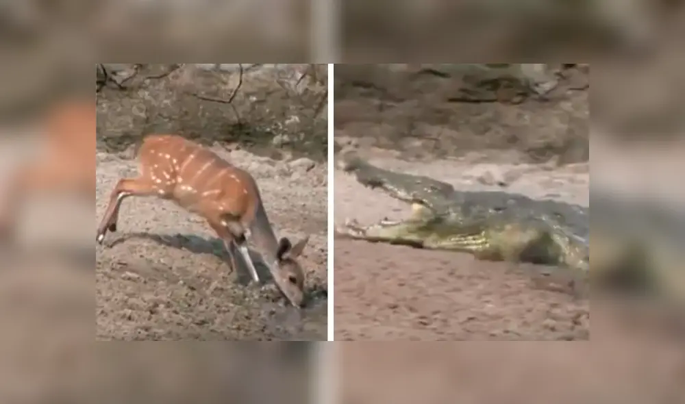Video es viral en Facebook. El épico escape del ciervo, que estaba tomando agua de un río, ha dejado a más de uno con la boca abierta Video es viral en Facebook. El épico escape del ciervo, que estaba tomando agua de un río, ha dejado a más de uno con la boca abierta