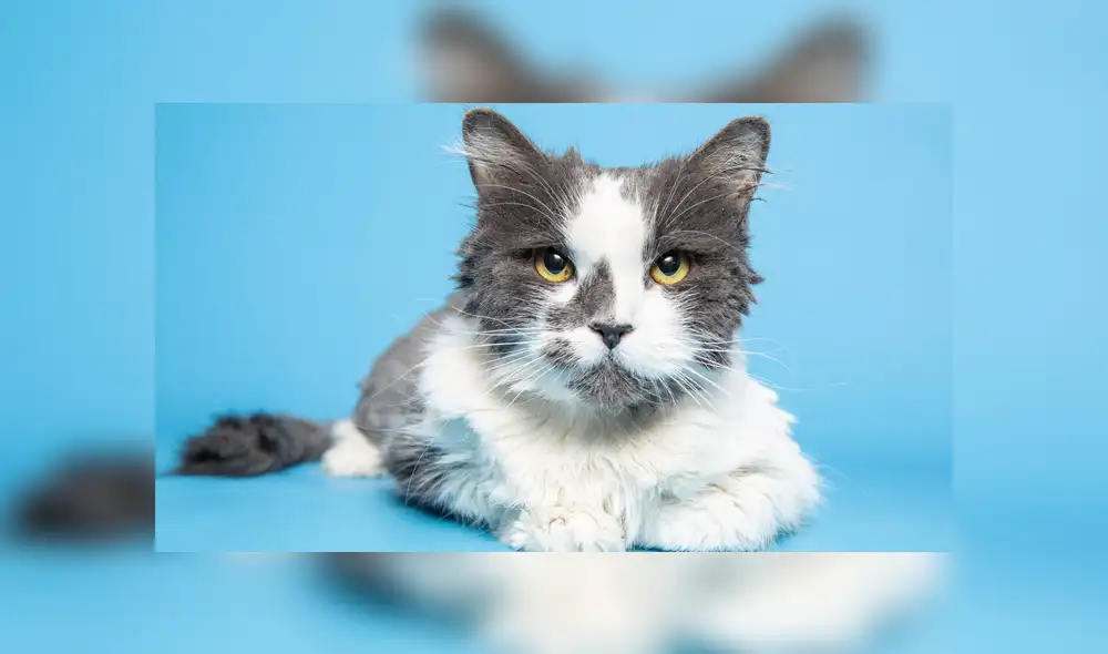 Mediante Facebook se hizo viral la historia de un gato rescatado, el cual lucía irreconocible.