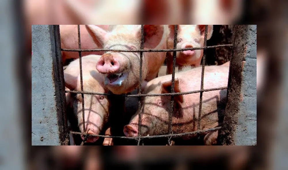 Vecinos denuncian malos olores por almacenamiento de restos de comida para cerdos en jirón de San Martín de Porres. Foto: EFE. Vecinos denuncian malos olores por almacenamiento de restos de comida para cerdos en jirón de San Martín de Porres. Foto: EFE.