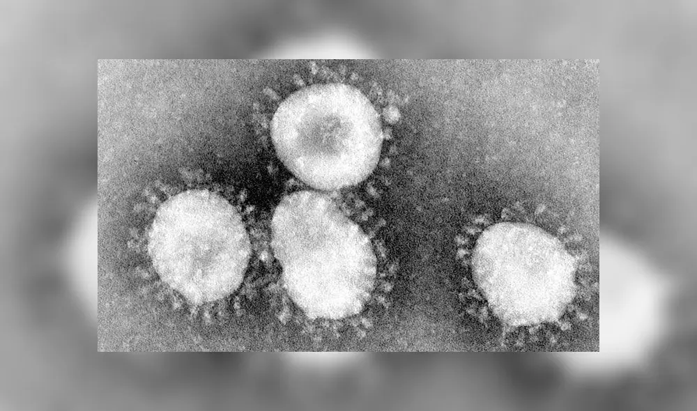 El coronavirus podría estar circulando entre humanos desde hace décadas. Foto: CDC. El coronavirus podría estar circulando entre humanos desde hace décadas. Foto: CDC.