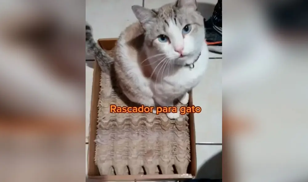 Desliza las imágenes para conocer la ingeniosa idea que tuvo una joven al fabricar un rascador para su gato. Foto: captura de TikTok