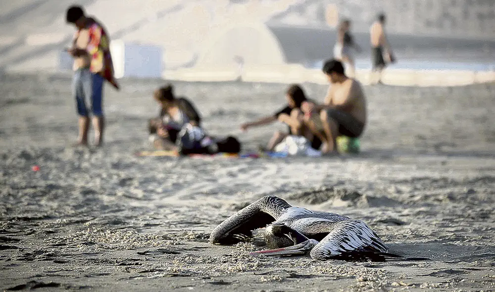 Mucho cuidado. Recomiendan no acercarse ni tocar a las aves infectadas o muertas. Foto: EFE