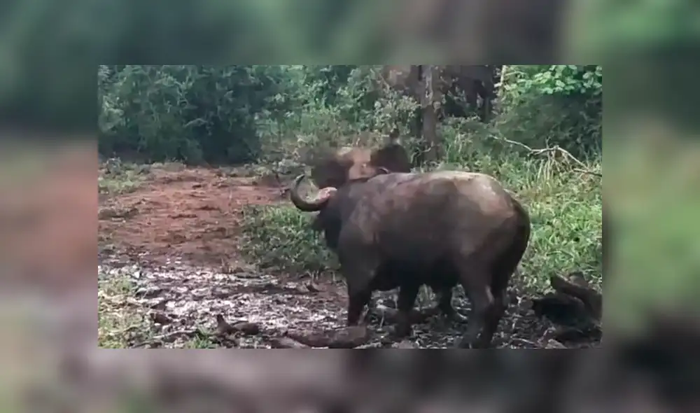 YouTube viral: elefante bebé se enfrenta a un enorme búfalo y le enseña quién es el que manda [VIDEO]