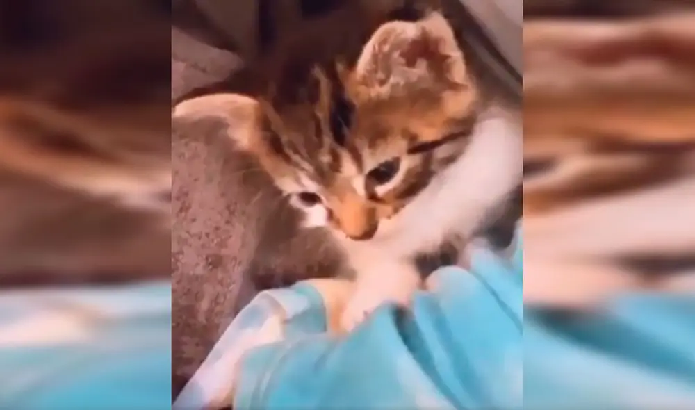 Desliza las imágenes hacia la izquierda para apreciar la tierna escena que protagonizó un gato bebé junto a su dueña. Fotocaptura: Facebook.