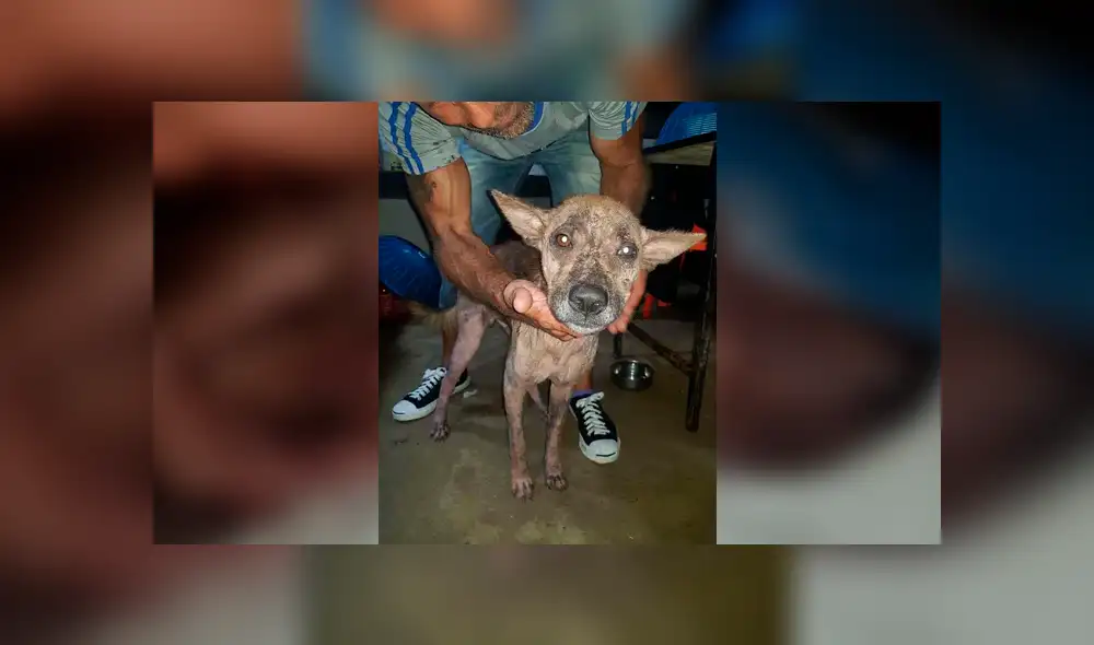 Desliza para ver cómo luce actualmente este perro que conmovió a todos en Facebook. Foto: Captura.