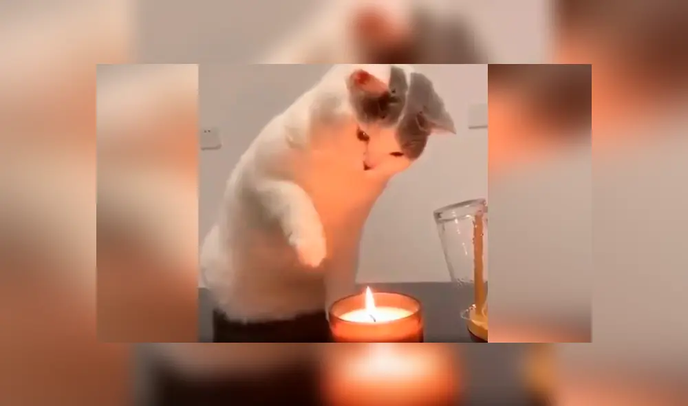 Desliza las imágenes hacia la izquierda para apreciar la destreza de un gato para apagar una vela con su pata. Foto: Captura. Desliza las imágenes hacia la izquierda para apreciar la destreza de un gato para apagar una vela con su pata. Foto: Captura.