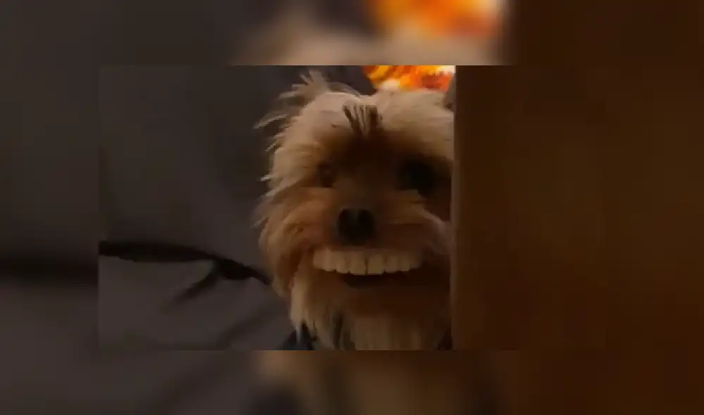 Desliza hacia la izquierda para ver las divertidas imágenes del cachorro con dentadura de juguete. (Foto: captura) Desliza hacia la izquierda para ver las divertidas imágenes del cachorro con dentadura de juguete. (Foto: captura)