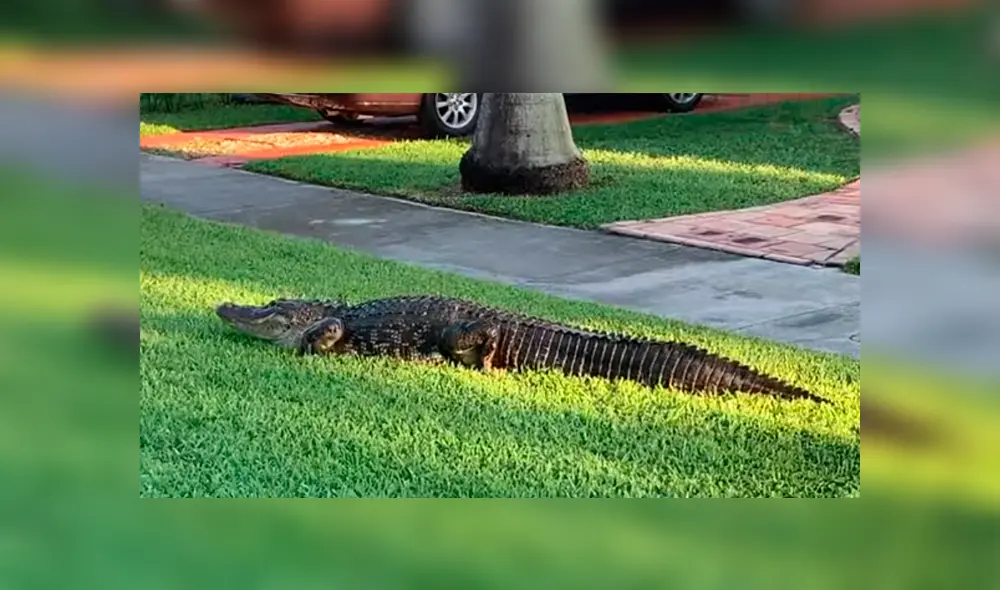 Hombre sale a su patio y descubre a enorme criatura arrastrándose por todo el lugar [VIDEO] 