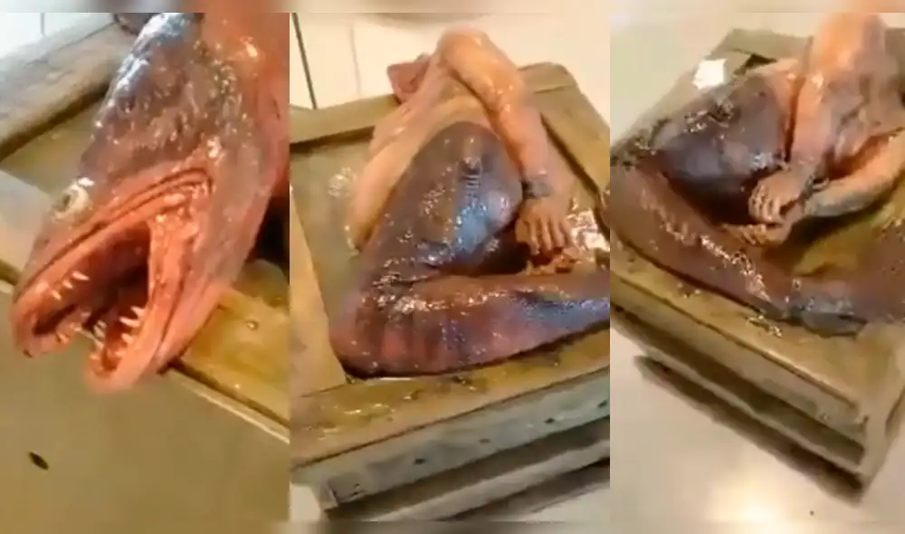 Vía Youtube: A simple vista es un 'sireno', pero realmente es otra cosa [VIDEO]