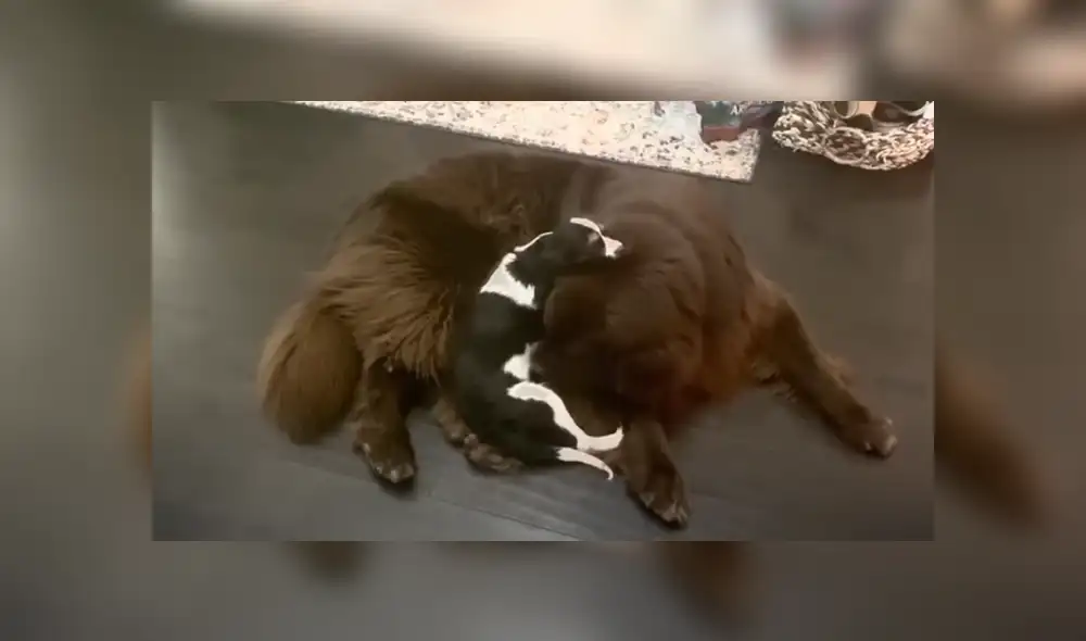 Desliza hacia la izquierda para ver las imágenes del viral de Facebook. Fotocaptura: Rumble Viral. Desliza hacia la izquierda para ver las imágenes del viral de Facebook. Fotocaptura: Rumble Viral.