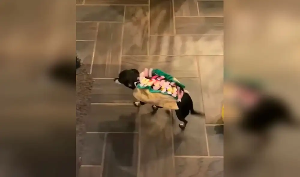 Desliza las imágenes para apreciar el comportamiento de un perro al descubrir que su ‘amigo’ usaba un disfraz de taco. Foto: captura de TikTok Desliza las imágenes para apreciar el comportamiento de un perro al descubrir que su ‘amigo’ usaba un disfraz de taco. Foto: captura de TikTok
