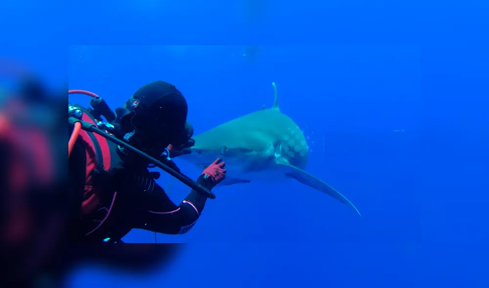 Valiente buzo ayuda a tiburón blanco.