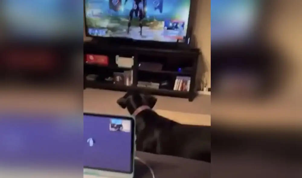 Desliza las imágenes para ver más detalles sobre la curiosa reacción que tuvo este perrito al pensar que estaba en 'peligro'. Foto: captura de TikTok