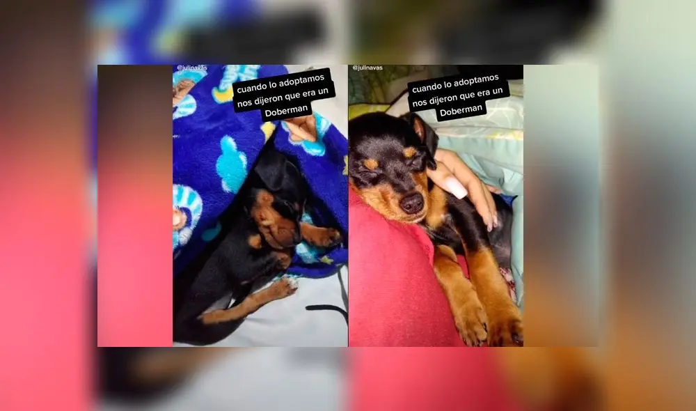 Desliza las imágenes para descubrir qué pasó realmente con este presunto perro de raza doberman. Foto: Juli Navas/Tiktok Desliza las imágenes para descubrir qué pasó realmente con este presunto perro de raza doberman. Foto: Juli Navas/Tiktok