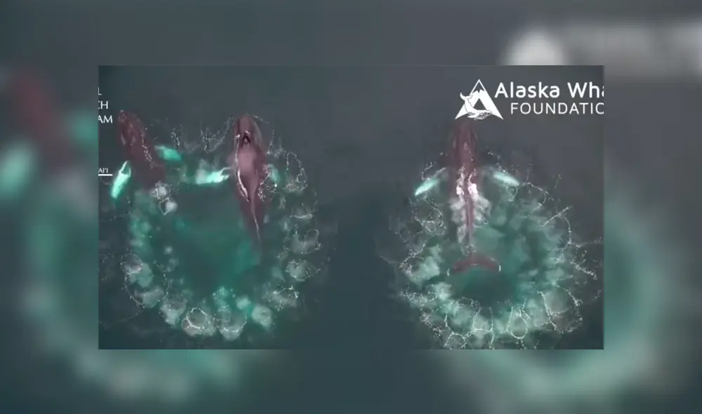 Video es viral en YouTube. Biólogos marinos usaron drones aéreos para registrar la singular técnica que usan algunas ballenas jorobadas para capturar a su presa Video es viral en YouTube. Biólogos marinos usaron drones aéreos para registrar la singular técnica que usan algunas ballenas jorobadas para capturar a su presa