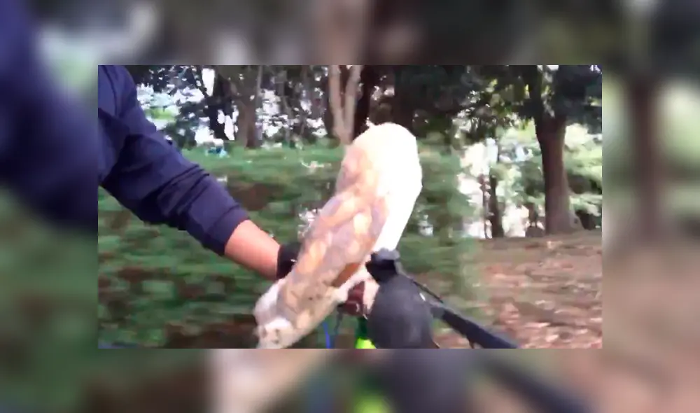 En Facebook, una lechuza fue captada dando un singular paseo en bicicleta y un detalle llamó la atención. En Facebook, una lechuza fue captada dando un singular paseo en bicicleta y un detalle llamó la atención.