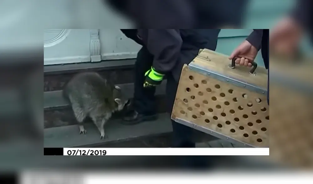 El mapache intoxicado habría ingerido ‘Glühwein’ (vino caliente) de los vasos desechables tirados en las calles. Foto: captura