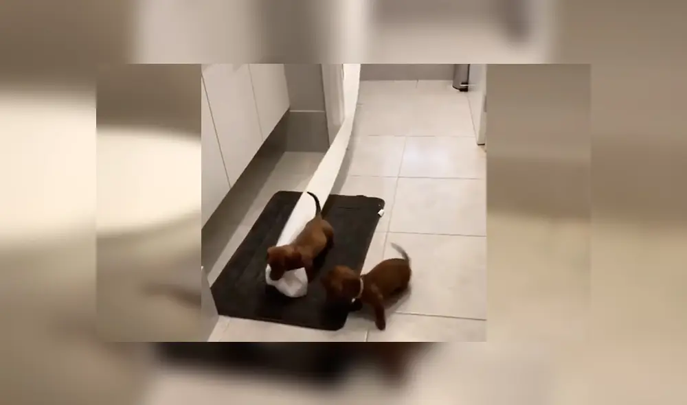 En YouTube, un joven encontró el papel higiénico destrozado y supo que sus traviesos perros eran los responsables. En YouTube, un joven encontró el papel higiénico destrozado y supo que sus traviesos perros eran los responsables.