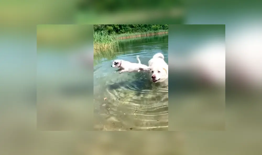 Desliza las imágenes hacia la izquierda para apreciar el noble gesto de un perro para ayudar a su ‘compañero’. Fotos: Captura.