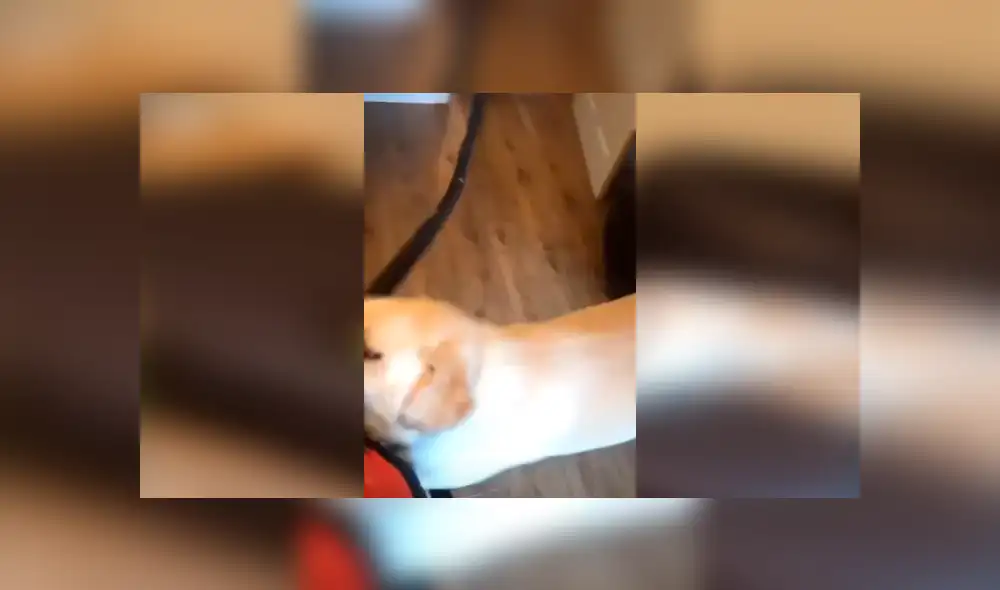 Astuto perro se percató de que su dueño estaba en problemas y corrió hasta él para ayudarlo con un singular comportamiento. La escena se ha hecho viral en YouTube