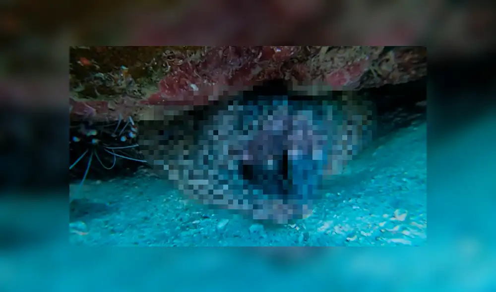 Un buzo vivió un aterrador momento al sumergirse en el océano y encontrar un raro animal. Un buzo vivió un aterrador momento al sumergirse en el océano y encontrar un raro animal.