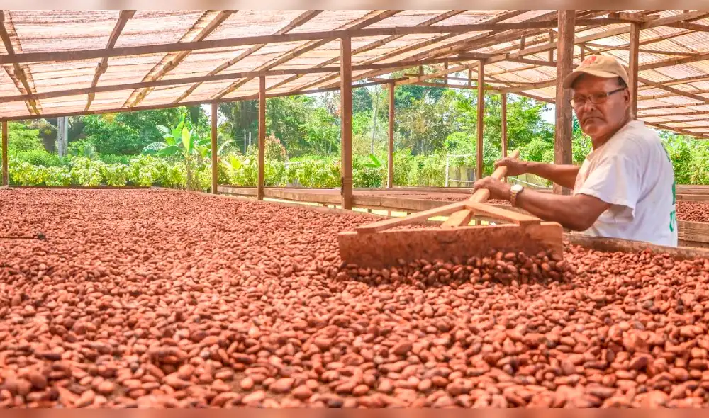 Cacao de Huánuco queda entre los 7 mejores del país en el Programa Cacao de Excelencia 