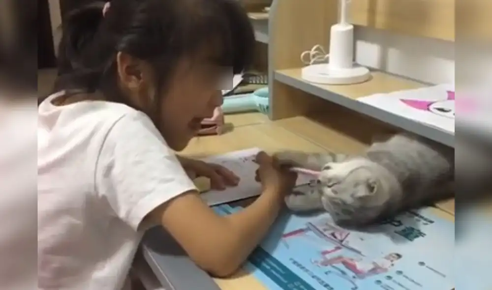 Desliza las imágenes para ver más sobre esta traviesa gatita que hizo de todo para que jueguen con ella. Foto: captura de YouTube