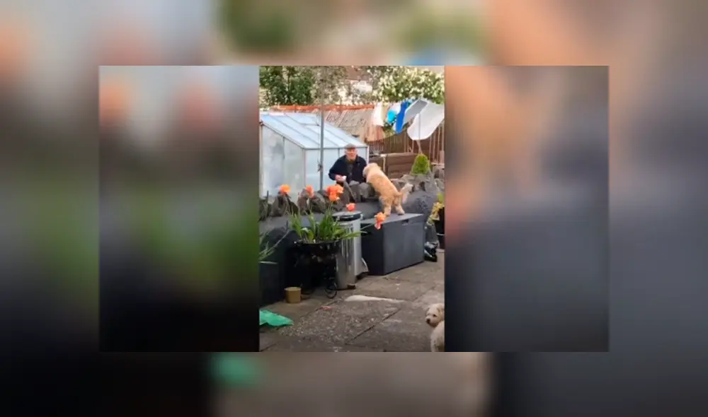 Desliza las imágenes para apreciar el amoroso momento entre un perro y su vecino durante la cuarentena.