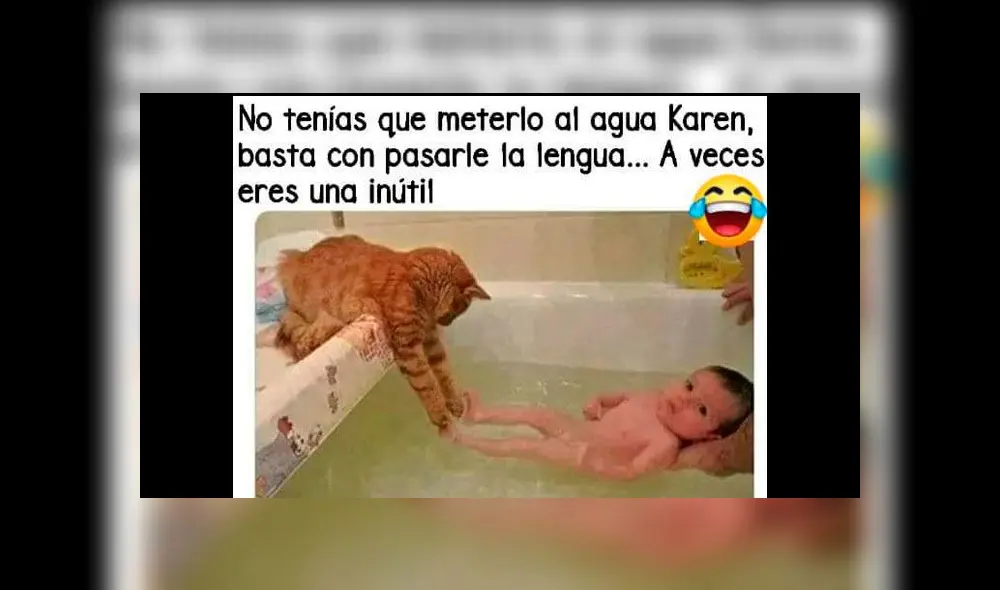 Creativos memes fueron compartidos en redes sociales por el Día Internacional del Gato. Creativos memes fueron compartidos en redes sociales por el Día Internacional del Gato.