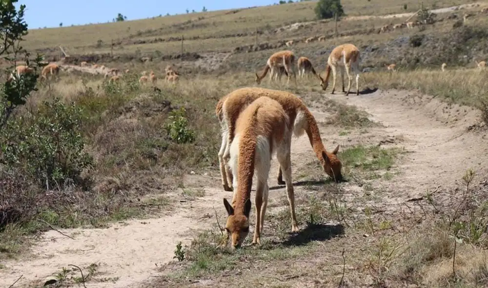 Continúa proyecto de repoblamiento de vicuñas en provincias de Cajamarca. Foto: DRA Continúa proyecto de repoblamiento de vicuñas en provincias de Cajamarca. Foto: DRA
