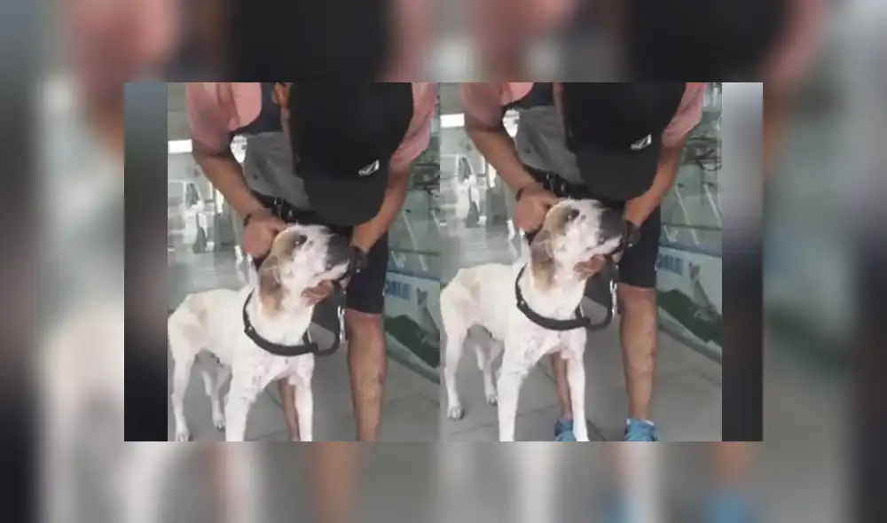 Rescatan a mascota hallada en acantilado de la Costa Verde [ VIDEO Y FOTOS]